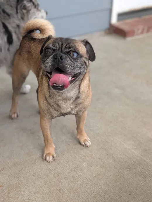 Pop - perfect pug!
