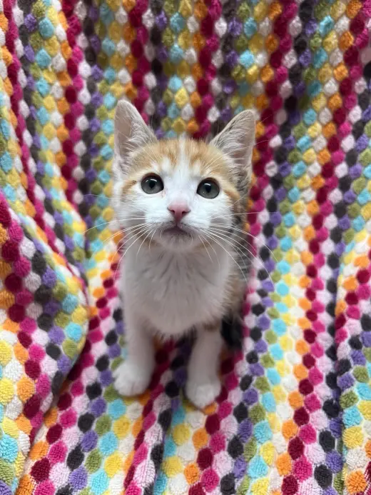 Cheerio