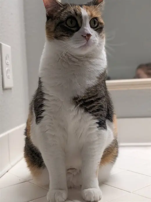 KIKI