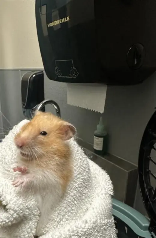 *RATATOUILLE