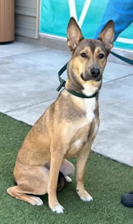 Nova