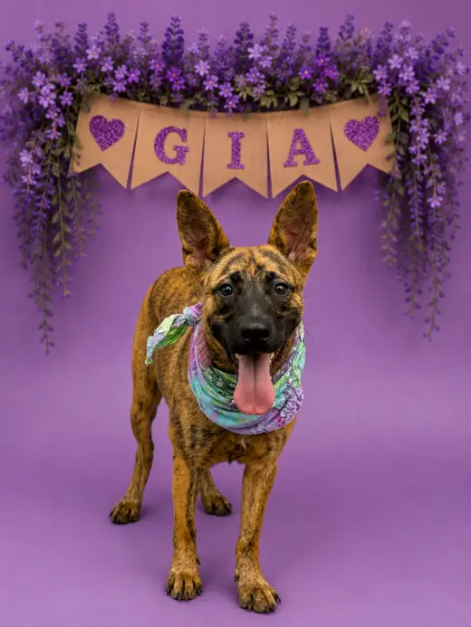 Gia