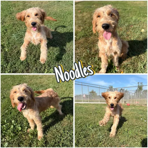 Noodles