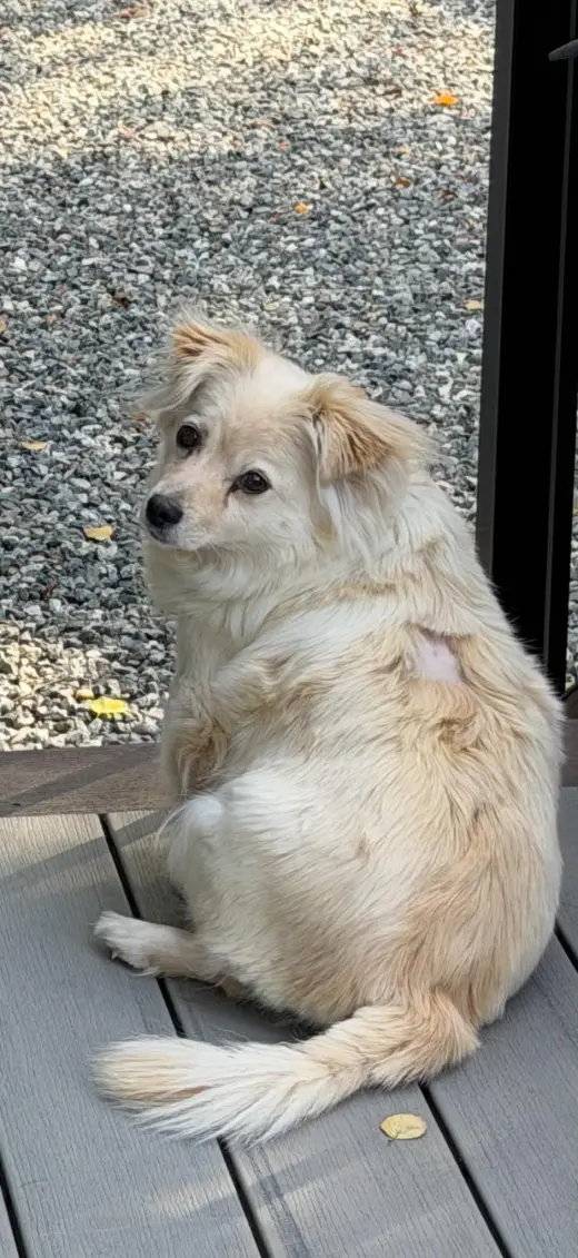 Lola