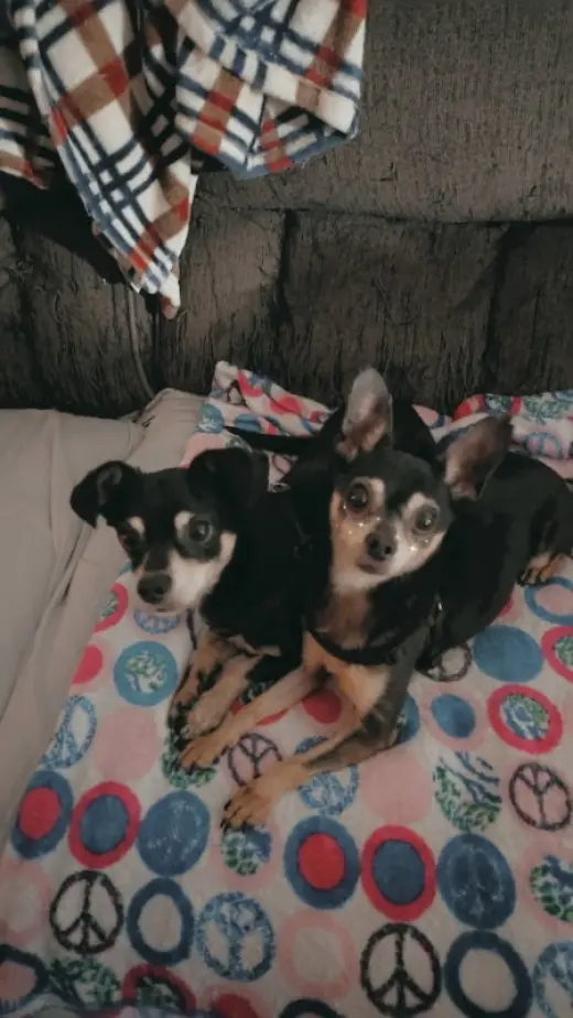 Chico [pointy ears]