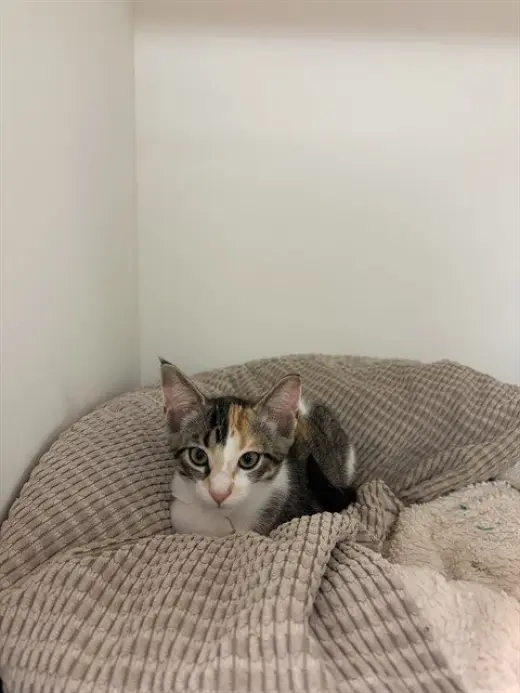 PURRTRICIA DOUGH