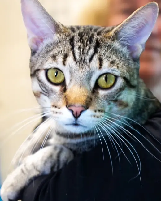 NICKEL- FIV+