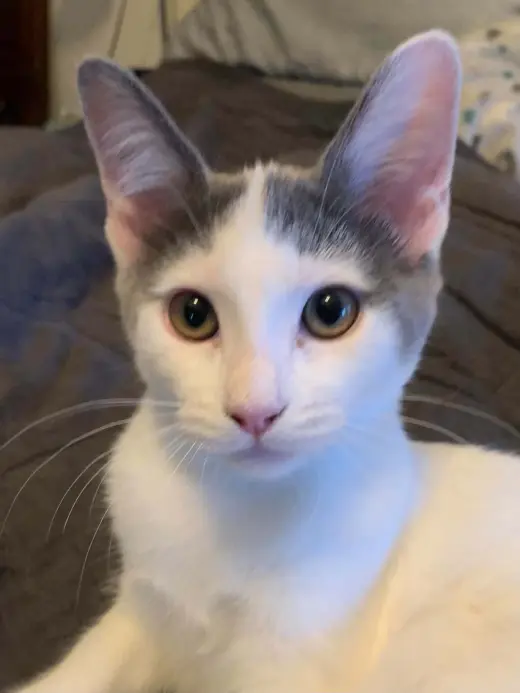 Henrika (bonded w/ Bellarina)