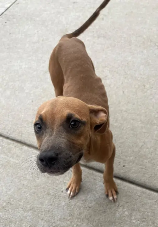 JOSIE