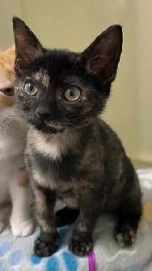 KITTEN SKITTLES