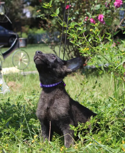 Zane 8/10 weeks Neuter Contract Required $425