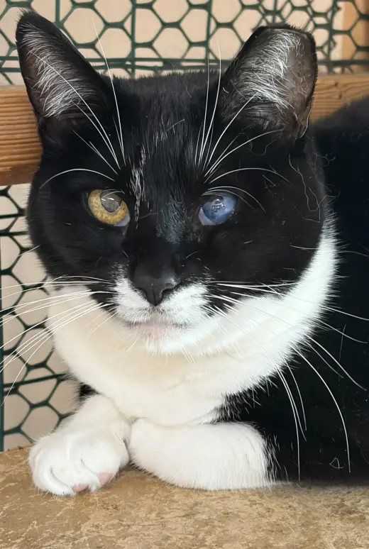 Ms.Cookie