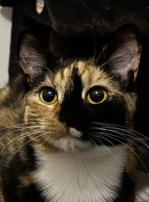 Tapatio