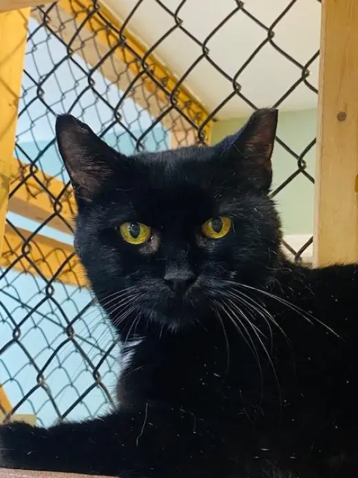 Tobias