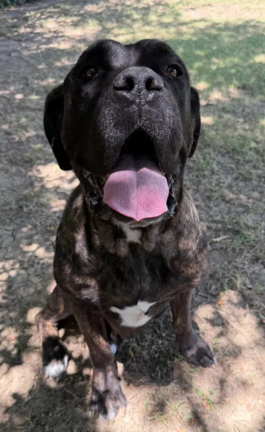 Nala