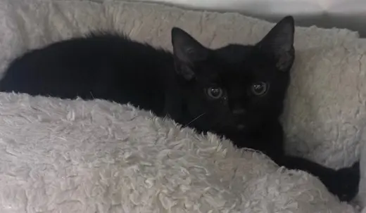 Nyx
