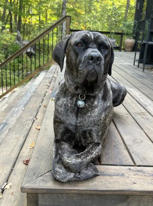 Penny