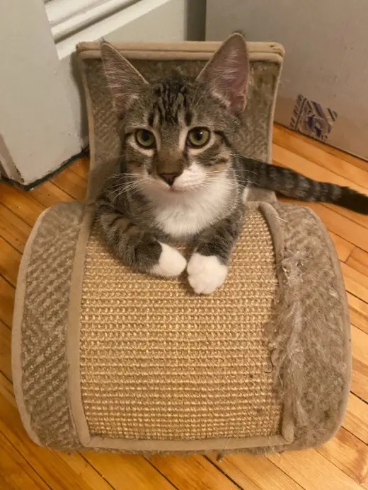 Nick Rivers (FeLV+)