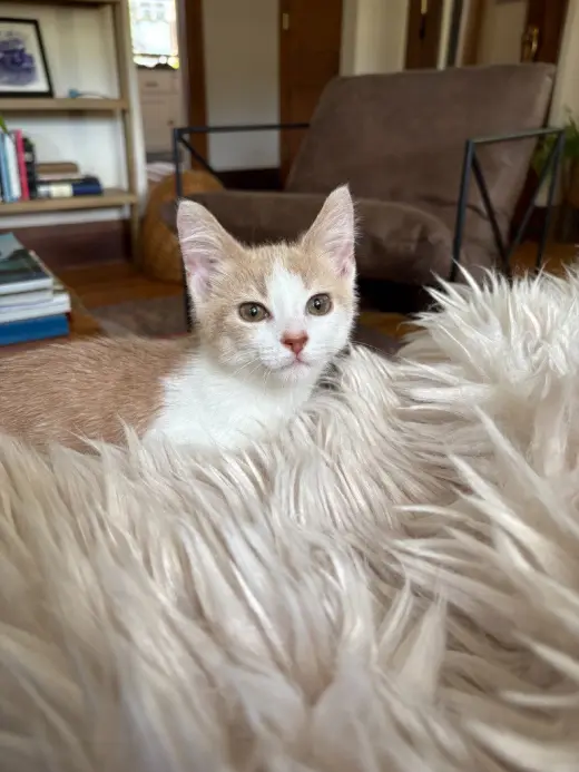 Milo - Pending Adoption
