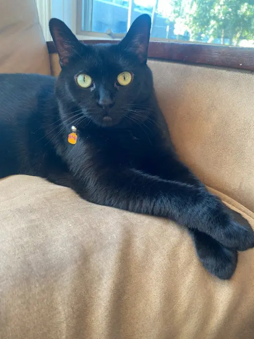 Echo