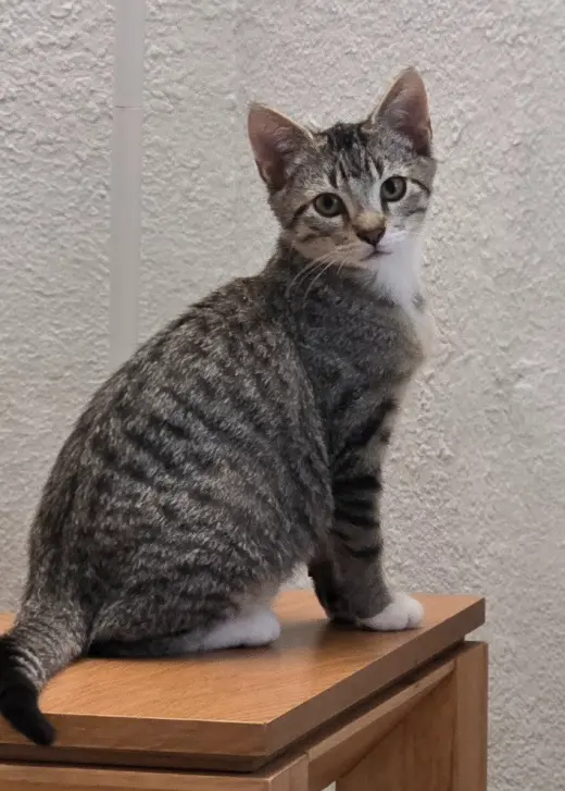 Archie