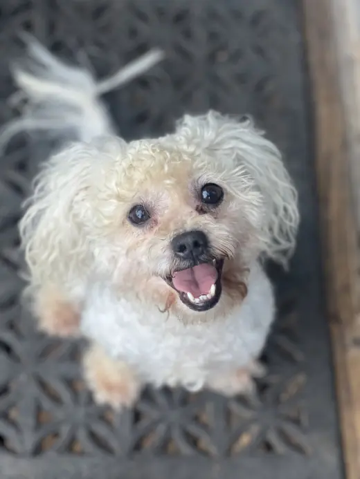 Toby
