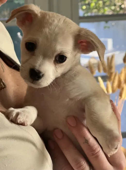 Mochi