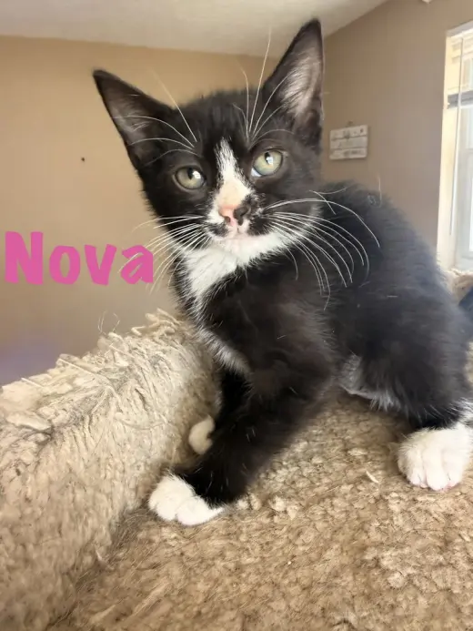 Nova