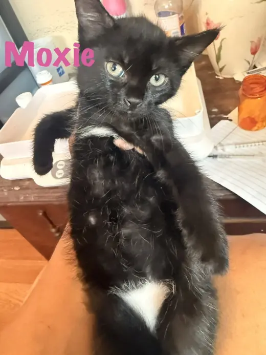 Moxie