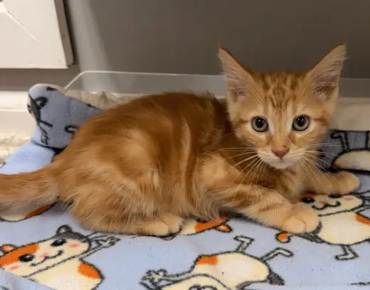 Nashville "Nash" * IN FOSTER *
