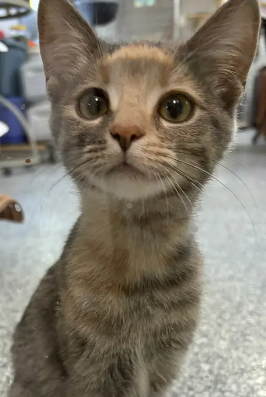 Patches * IN FOSTER *