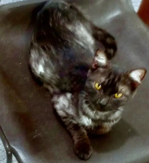 Luna * IN FOSTER *