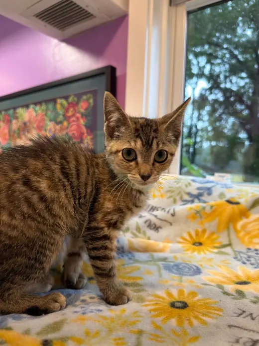 Annalee * IN FOSTER *