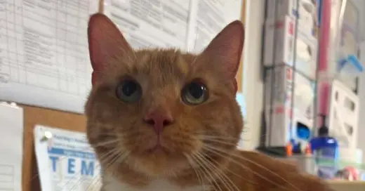Paco