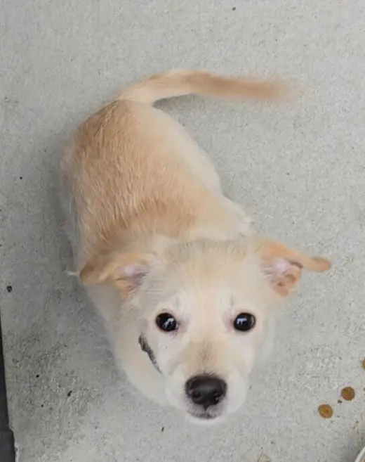 Biscuit