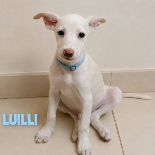 Luilli