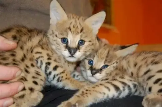 dulce F1 SAVANNAH KITTENS