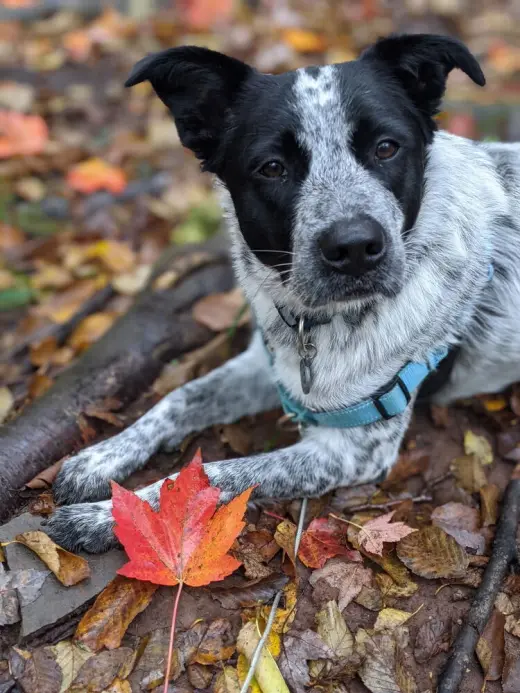 Pepper (NY)