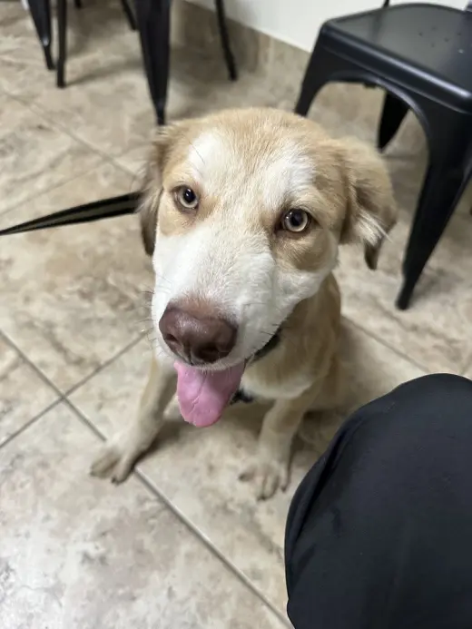 Coco (Cleveland Puppy)