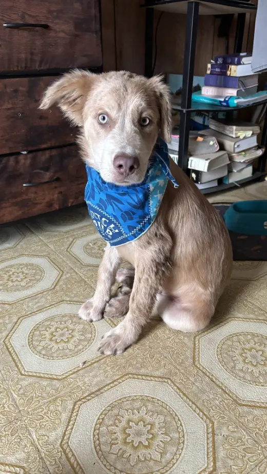 Thunder (Cleveland Puppy)