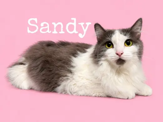 Sandy