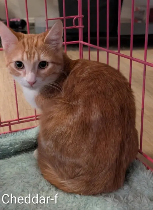 Cheddar
