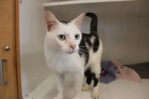 Cornelia Kernelton