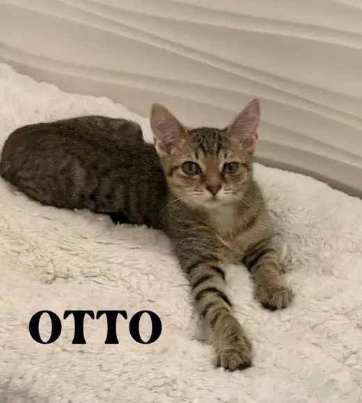 Otto
