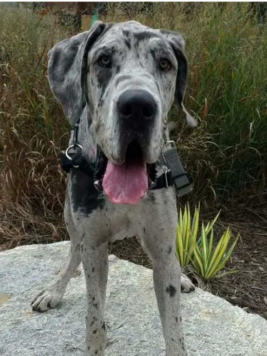 Clyde