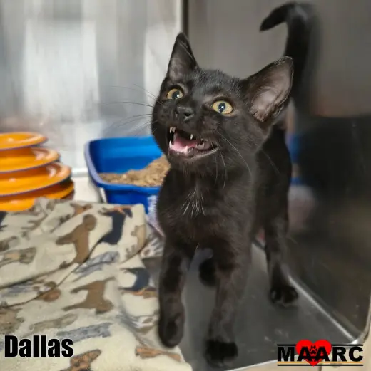 Dallas