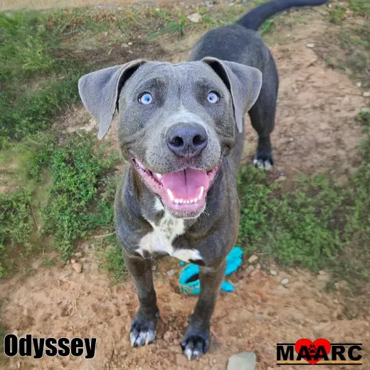 Odyssey
