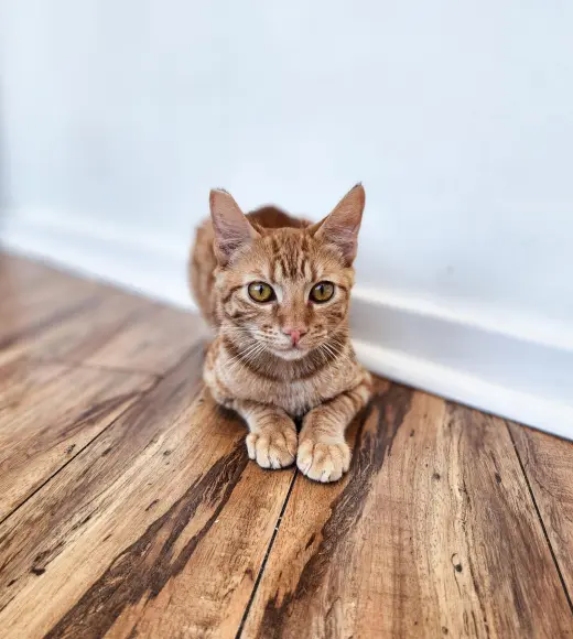Pico (Fka Sorbet)
