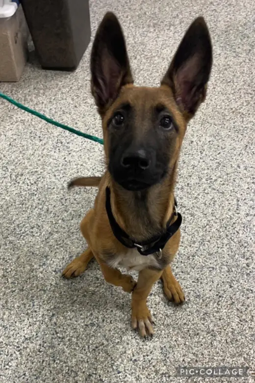 Reggie located in MI