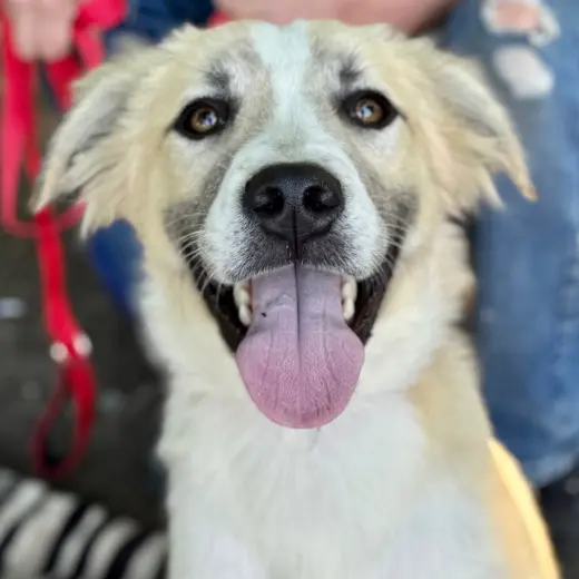 Kota